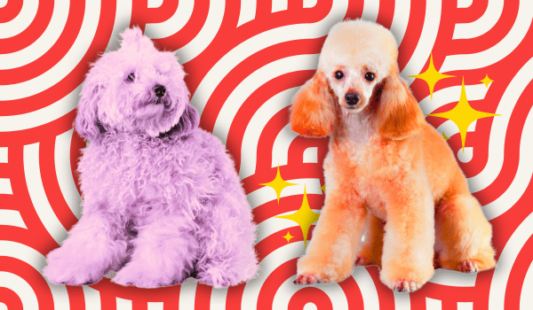 Blog Header Jan 28 (600 x 350 px)