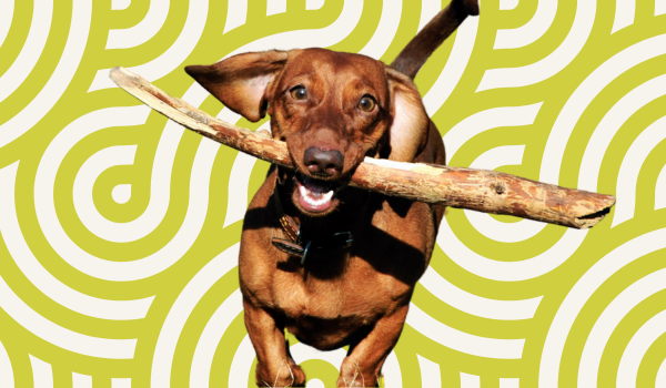 Blog Header March 26 (600 x 350 px) (1)